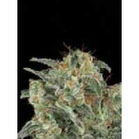 Read Ice cannabis seeds Reviews